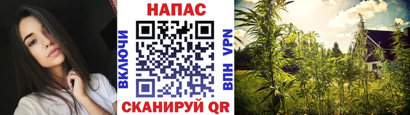 Шишки марихуана SATIVA & INDICA  купить закладку  Горно-Алтайск 
